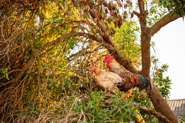 Cultivated Farmland in Santa Cruz ,Torres Vedras