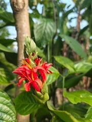 A close-up shot of a red button spiral ginger (Costus woodsonii) with vibrant red bracts and yellow stamens, blooming from a conical bud.
