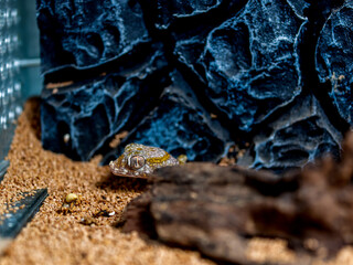 エレガンスボウユビヤモリのアップ