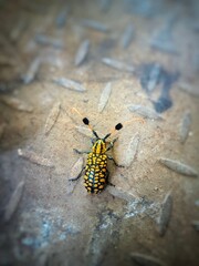 "Golden Mosaic Longhorn Beetle, a bright yellow and black with a striking orange beard, a rare photograph."