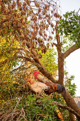 Cultivated Farmland in Santa Cruz ,Torres Vedras