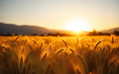 Golden Wheat Field at Sunrise with Hills in Background. High quality