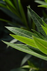Nerium exotic lush leaves against black background, page border, copy space, dark background, botany, 