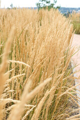 Close-up of golden ornamental grasses