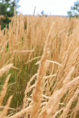 Golden field grass with shallow depth of field