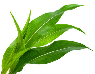 Vibrant Green Corn Plant Leaves with Stem Isolated on Black Background PNG