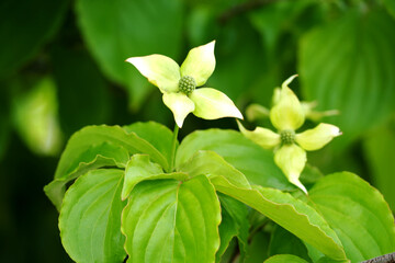 咲き始めのヤマボウシ