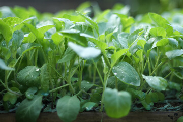 Photo of cauliflower seedlings. The leaves look very fresh.