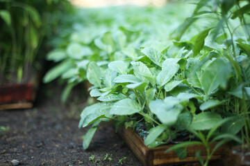 Photo of cauliflower seedlings. The leaves look very fresh.