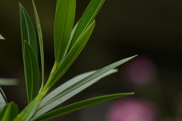 Nerium exotic lush leaves against black background, page border, copy space, dark background, botany, 