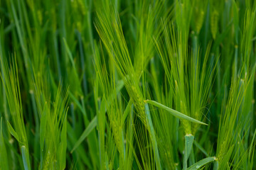 Young green ears of grain grow in a field, forming a dense carpet of fresh greenery. This image conveys a sense of growth and natural renewal, filling the atmosphere with life and hope.