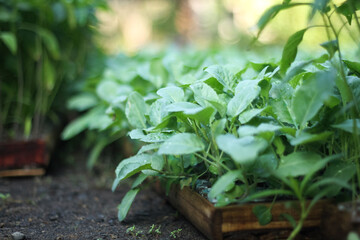 Photo of cauliflower seedlings. The leaves look very fresh.