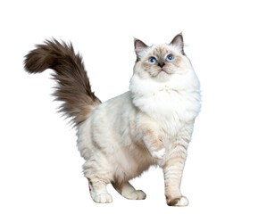 Obraz premium Playful Ragdoll Cat Standing with Raised Paw, isolated on transparent background PNG