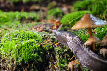A slug, glistening with moisture, slowly crawls over bright green moss. Nearby, small forest mushrooms are growing, creating the atmosphere of an autumn forest and a natural microcosm.