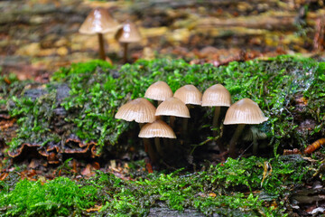 A group of small mushrooms with thin stems and glistening caps growing on a moss-covered log in the forest. The image emphasizes the details and texture of the natural world.