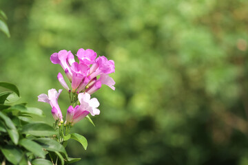 Obraz premium Photo of garlic vine (Mansoa alliacea) flowers with blurred background.