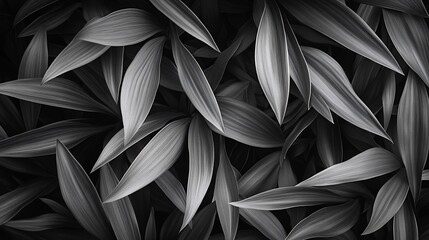 Black and white organic abstract patterns with soft flowing lines creating natural movement