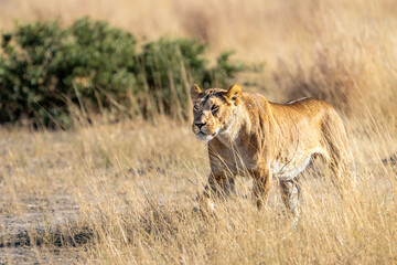 Lion female (Panthera leo), lioness walking on dry savanna, Savage kingdom, Savuti, Chobe National Park, Botswana, Africa