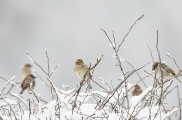 A flock of sparrows sit on snow-covered branches during winter. The sky is cloudy and gray as the small birds wait patiently, nestled in the bare bush