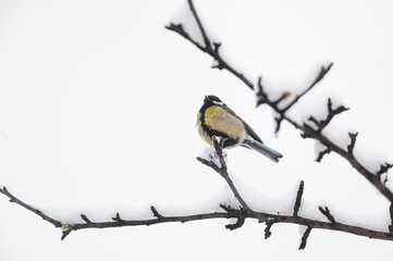 A Great Tit rests on a snow-covered branch, its feathers fluffed against the cold. Winter's quiet touch graces the landscape in a European forest
