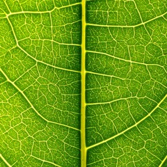 Close-up of green leaf veins showing intricate patterns and textures in nature