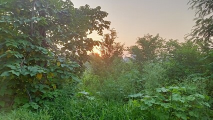 Golden Sunset Through Dense Foliage, morning mist in the forest, morning in the forest, sunset in the forest, 