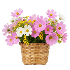 Basket arrangement of pink and white cosmos flowers isolated on transparent background