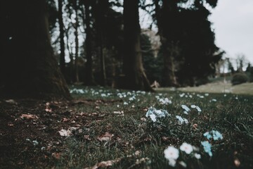 Obraz premium Forest floor strewn with tiny blue flowers