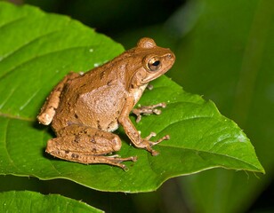 Fototapeta premium Small brown frog on green leaf