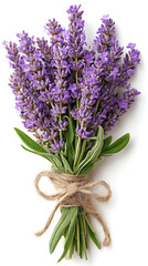 Fototapeta premium lavender flowers isolated on white