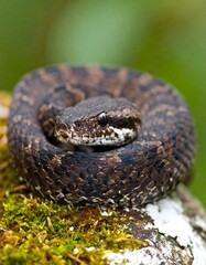 Fototapeta premium Small coiled snake on mossy rock