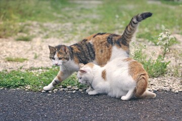 Two homeless unfortunate cats  searching for food. 