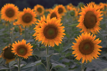 Fototapeta premium closeup sunflowers in the field