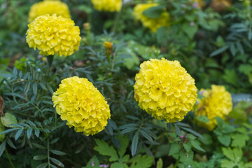 yellow flowers in the garden