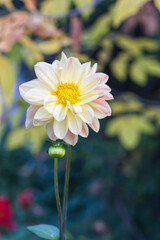 pink and white dahlia