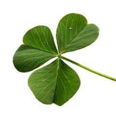Green leaf isolated on a transparent background

