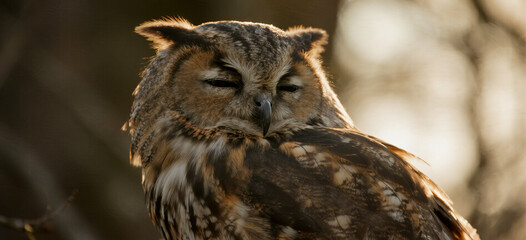 great horned owl