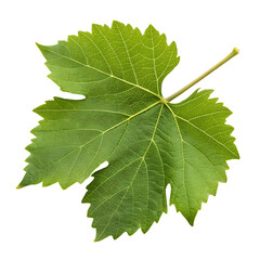 Green oak leaf isolated on a transparent background
