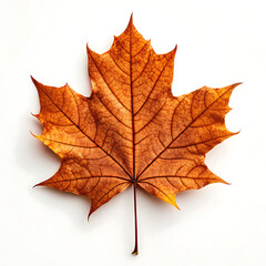 Isolated orange maple leaf with detailed veins on a white background in a studio shot setting