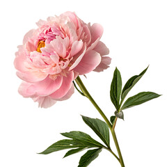 Pink peony flower isolated on a transparent background
