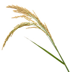 Ears isolated on a transparent background
