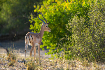 Impala (Aepyceros melampus) in morning light, Savuti area, Okavango delta, Chobe national park, Botswana, Africa