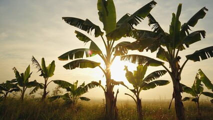 Sunrise over banana grove with silhouetted trees against a bright sky in a tranquil rural landscape
