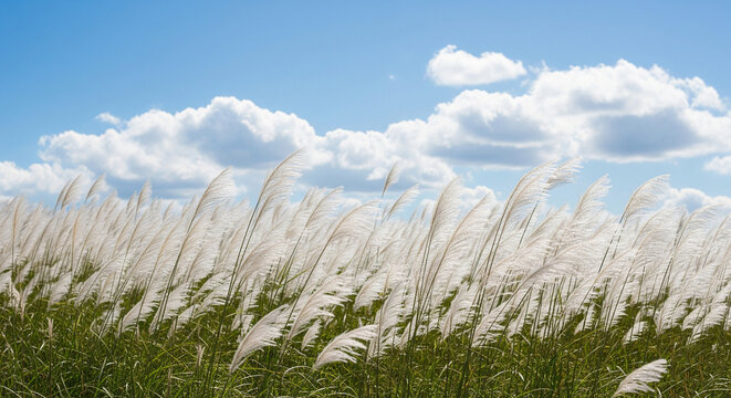 Pampas grass sways gently in the wind under a bright blue sky scattered with fluffy white clouds.