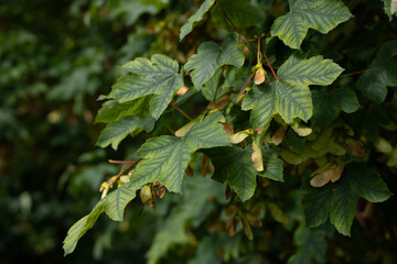 liście i owoce klonu 