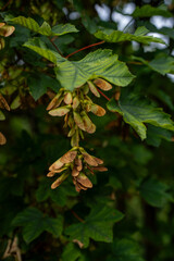 liście i owoce klonu 
