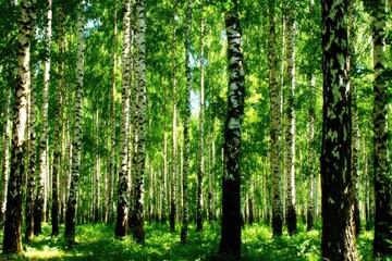 Obraz premium Lush green birch forest in sunlight
