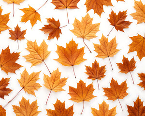Fototapeta premium A collection of orange and brown maple leaves scattered on a white surface in a flat lay arrangement