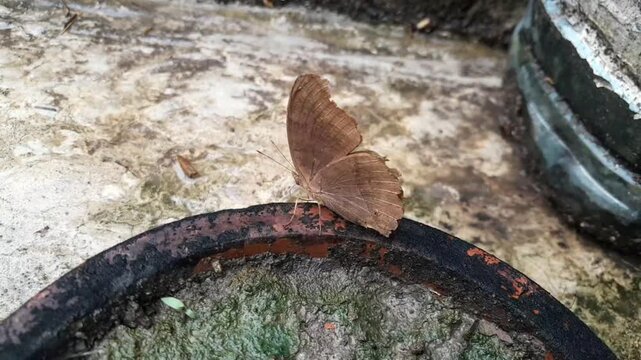Chocolate Pansy butterfly on a Bonsai plant in roof of the house. 