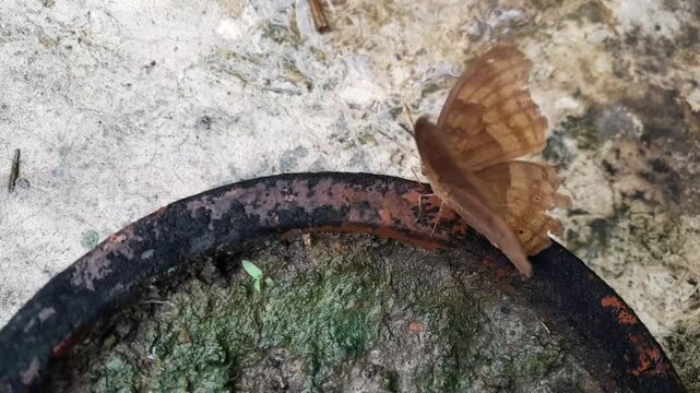 Chocolate Pansy butterfly on a Bonsai plant in roof of the house. 